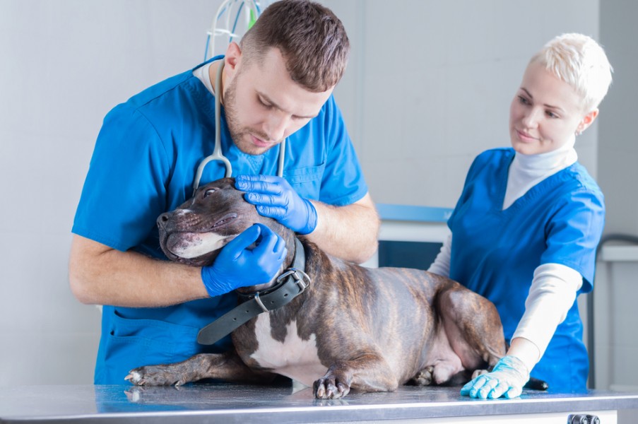 Auxiliaire veterinaire : un métier au multiples compétences ?